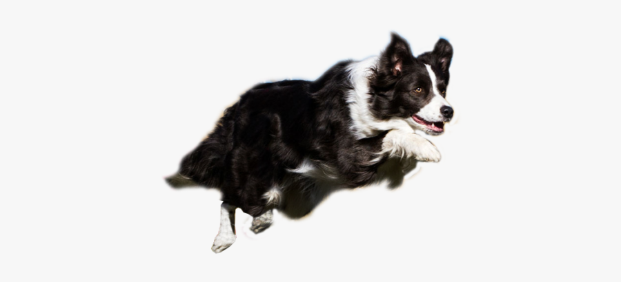 Dog Png Jump - Dog Agility Transparent Background, Transparent Clipart
