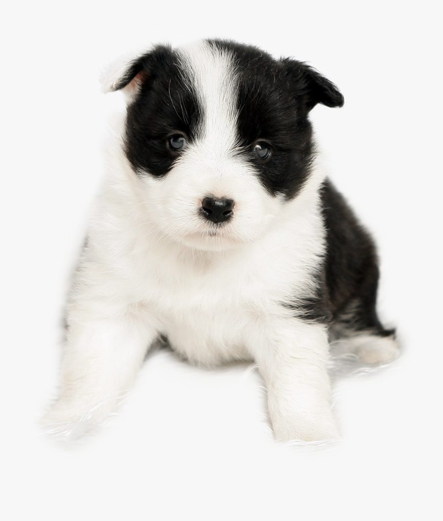 Transparent Border Collie Clipart - Dog Baby Png, Transparent Clipart
