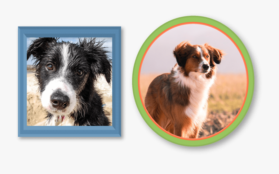 Dog, Transparent Clipart