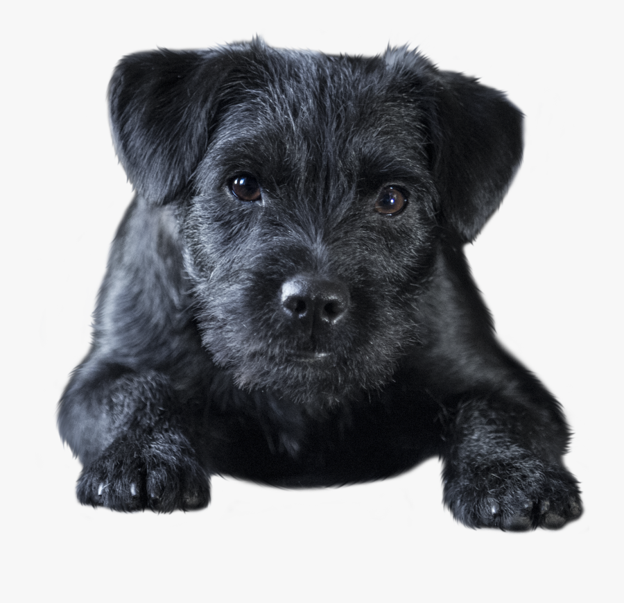 Patterdale Terrier, Transparent Clipart