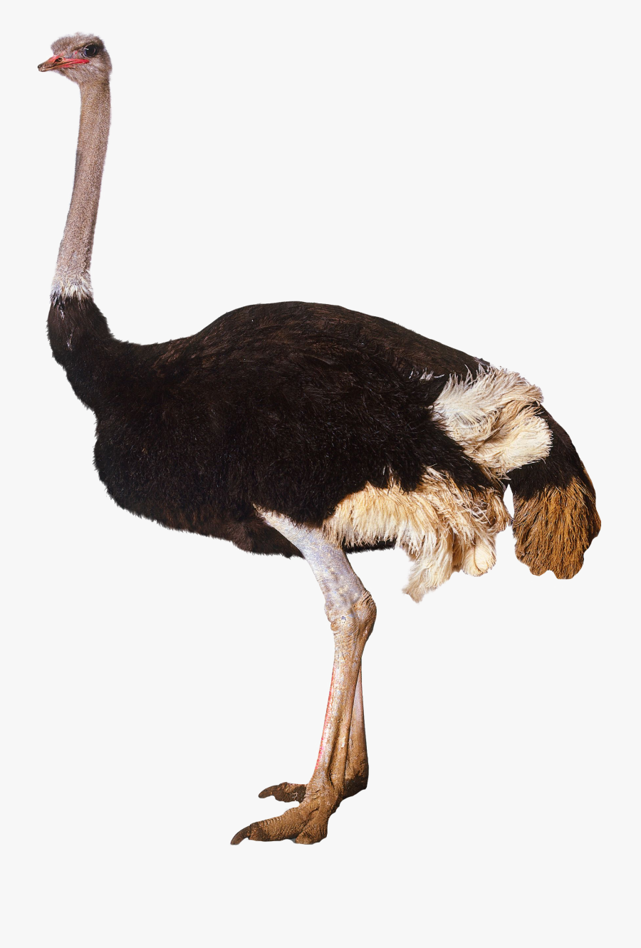 Ostrich Standing - Ostrich Png, Transparent Clipart