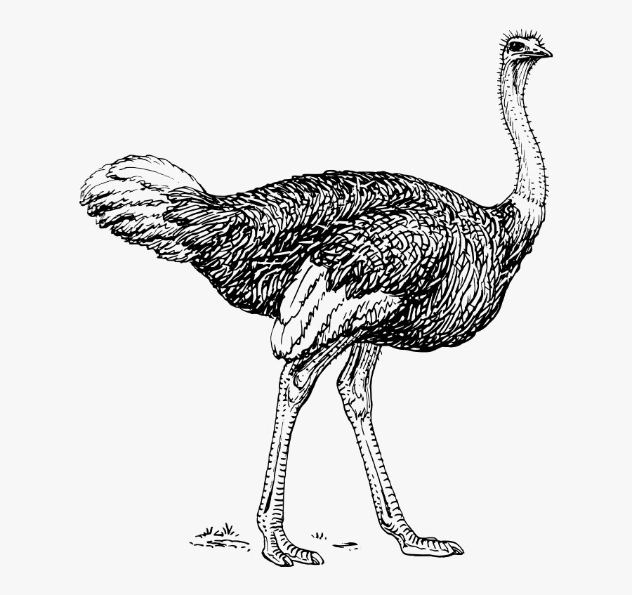 Allegedly Ostrich, Transparent Clipart