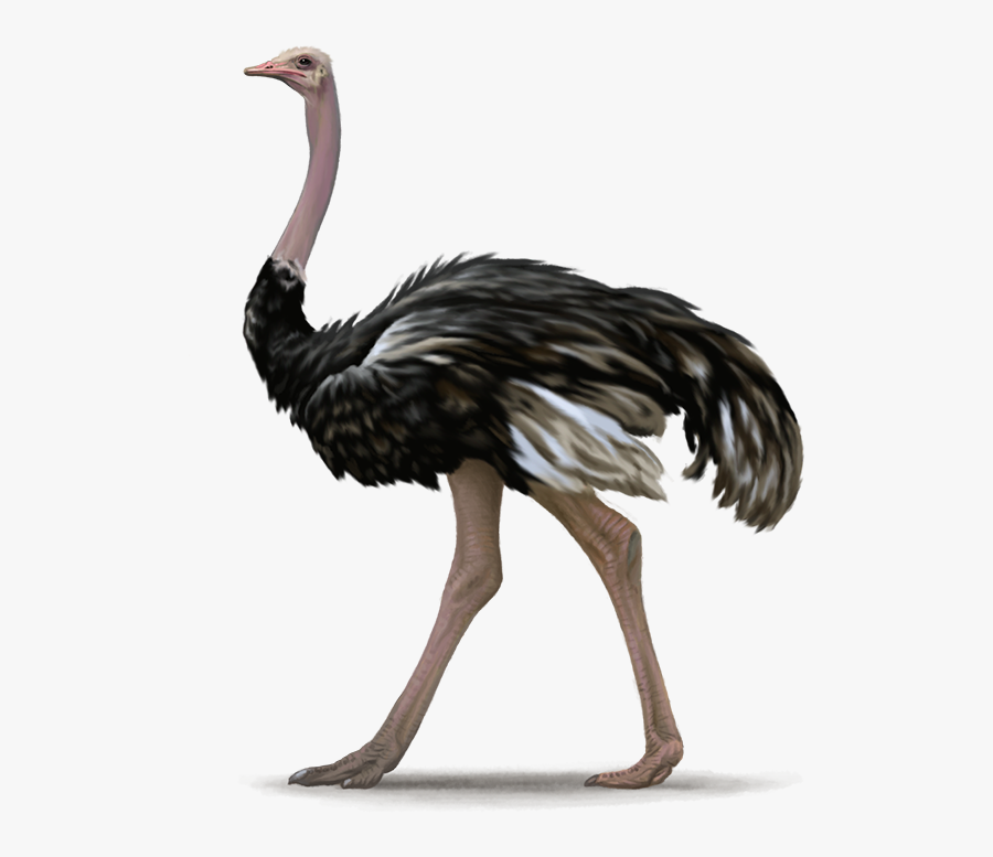 Ostrich Png File - Ostrich Png, Transparent Clipart