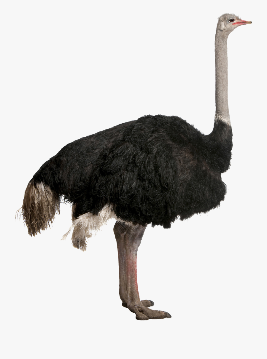 Ostrich Png - Ostrich Transparent Background, Transparent Clipart