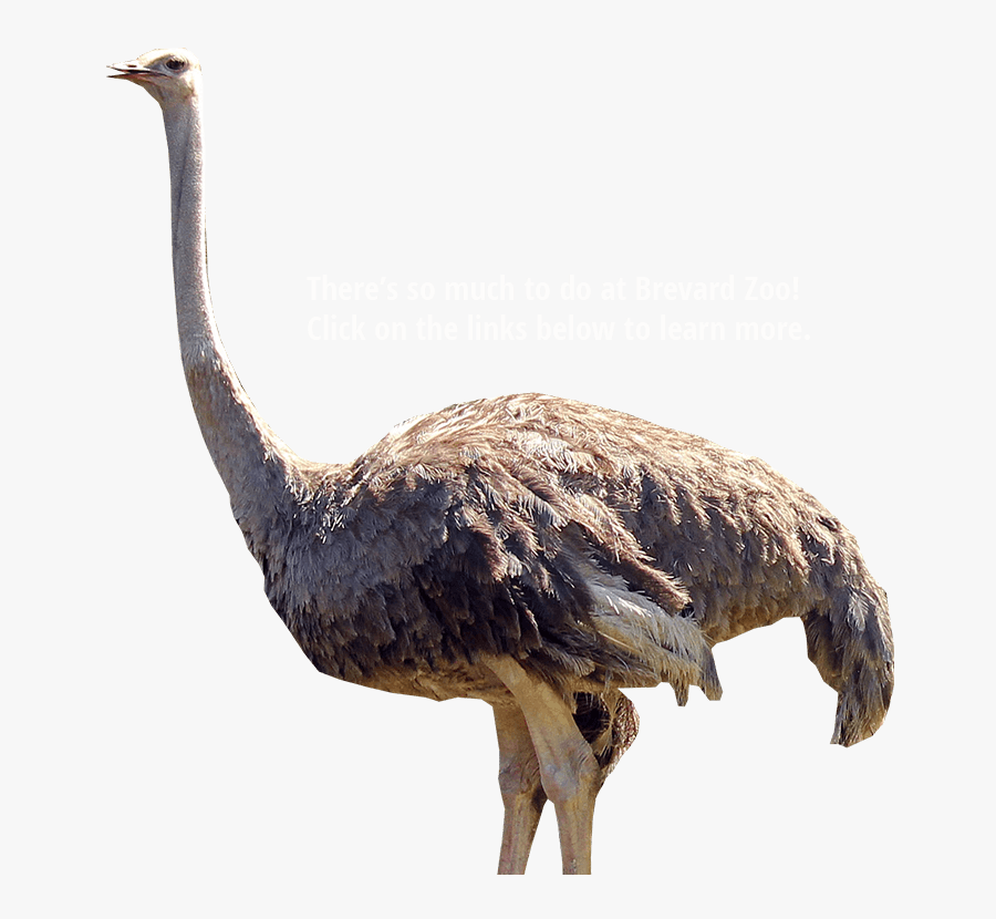 Things On Transparent Background, Transparent Clipart