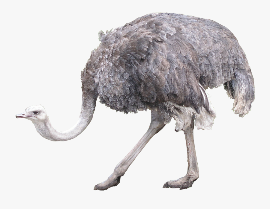 Ostrich Png, Transparent Clipart