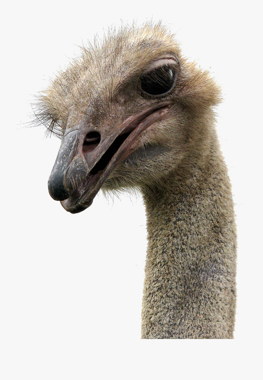 Transparent Ostrich Clipart - Ostrich Face White Background, Transparent Clipart