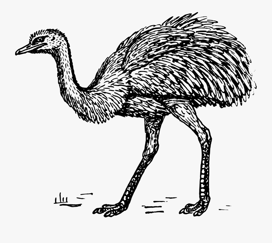 Rhea Clipart, Transparent Clipart