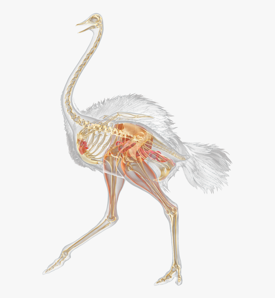 Clip Art Ostriches Images - Ostrich Leg Muscles, Transparent Clipart