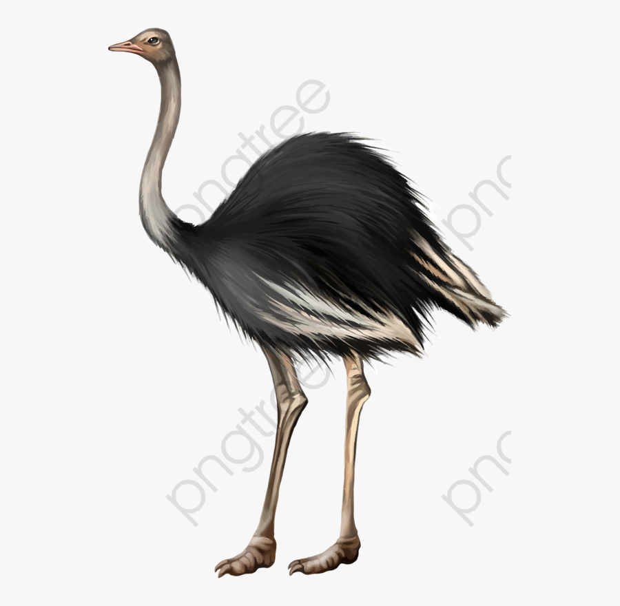Transparent Ostrich Clipart - Common Ostrich, Transparent Clipart