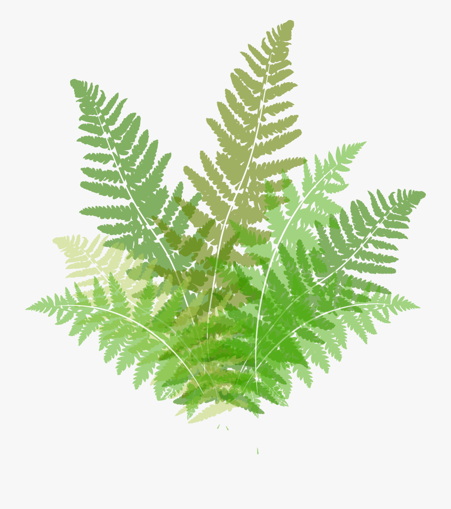 Transparent Fern Clipart - Ostrich Fern, Transparent Clipart