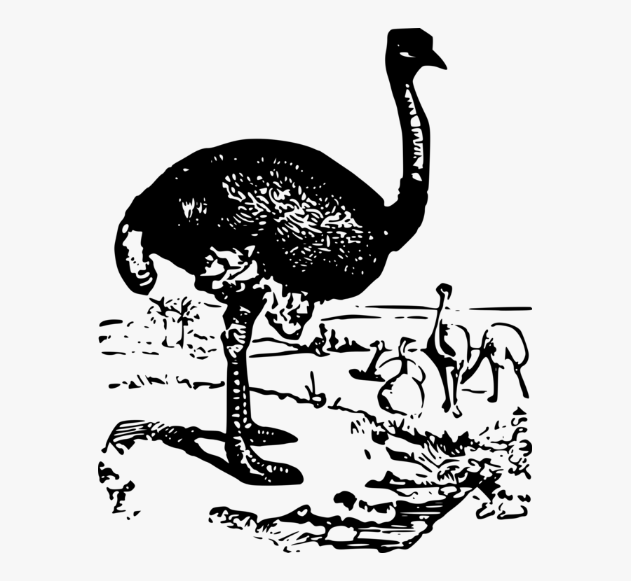 Flightless Bird,water Bird,blackandwhite - Ostrich, Transparent Clipart