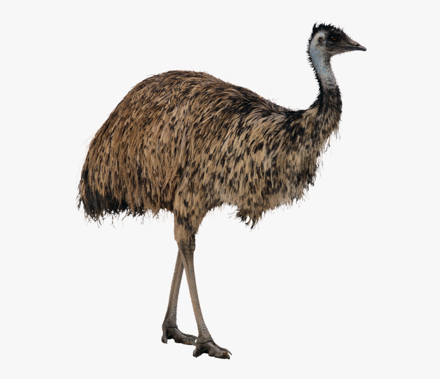 Transparent Ostrich Clipart - Emu Png, Transparent Clipart