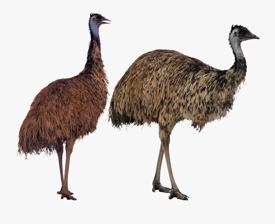 Emu Png, Transparent Clipart