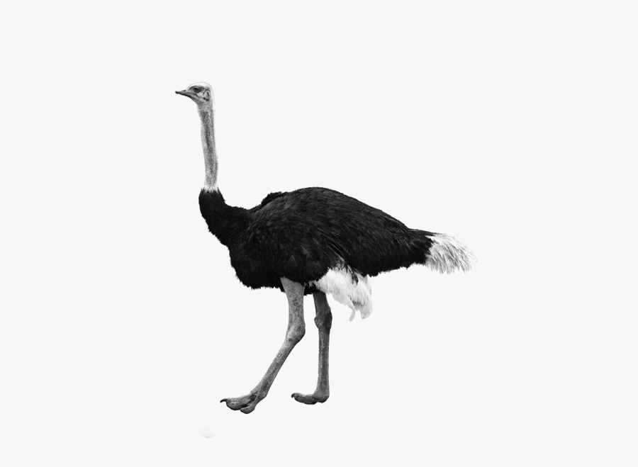 Ostrich Png - Ostrich Transparent Background, Transparent Clipart