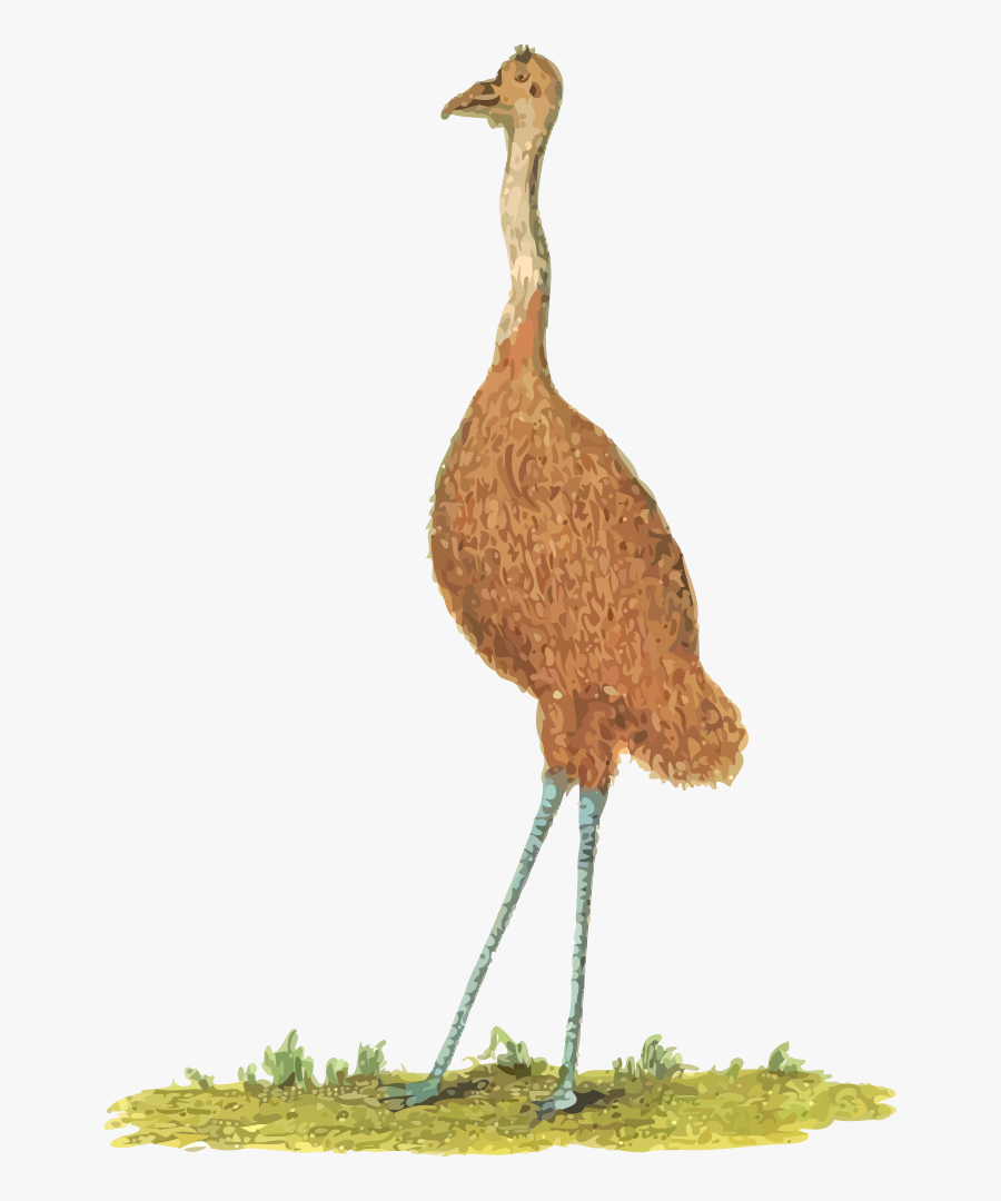 Flightless Bird,wildlife,water Bird - Uem Animal, Transparent Clipart