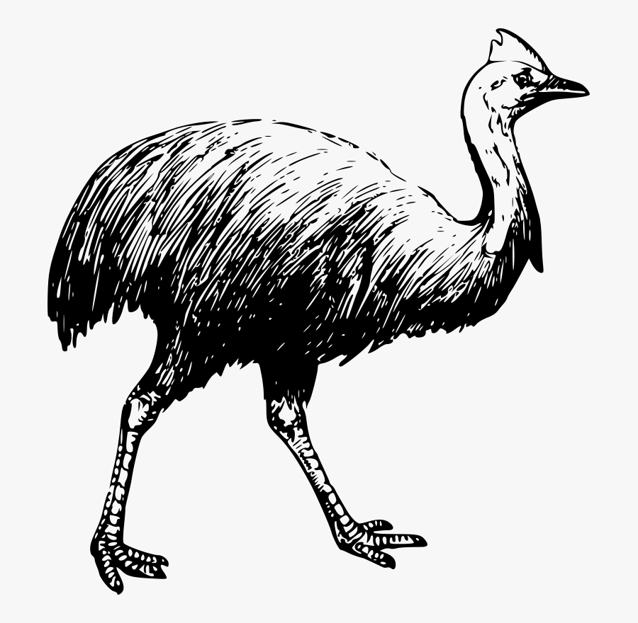 Flightless Bird,wildlife,monochrome Photography - Cassowary Bird Black And White, Transparent Clipart