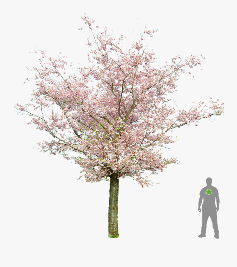 Prunus Tree Png, Transparent Clipart