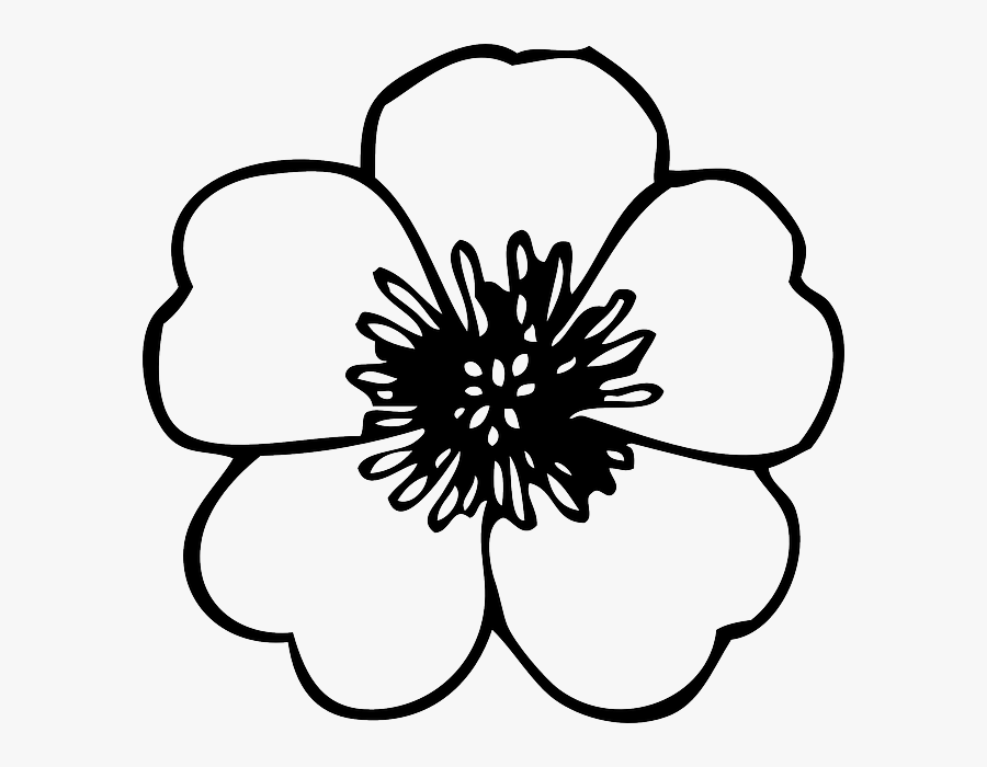 Outline Clipart Cherry - Poppy Flower Colouring Pages, Transparent Clipart