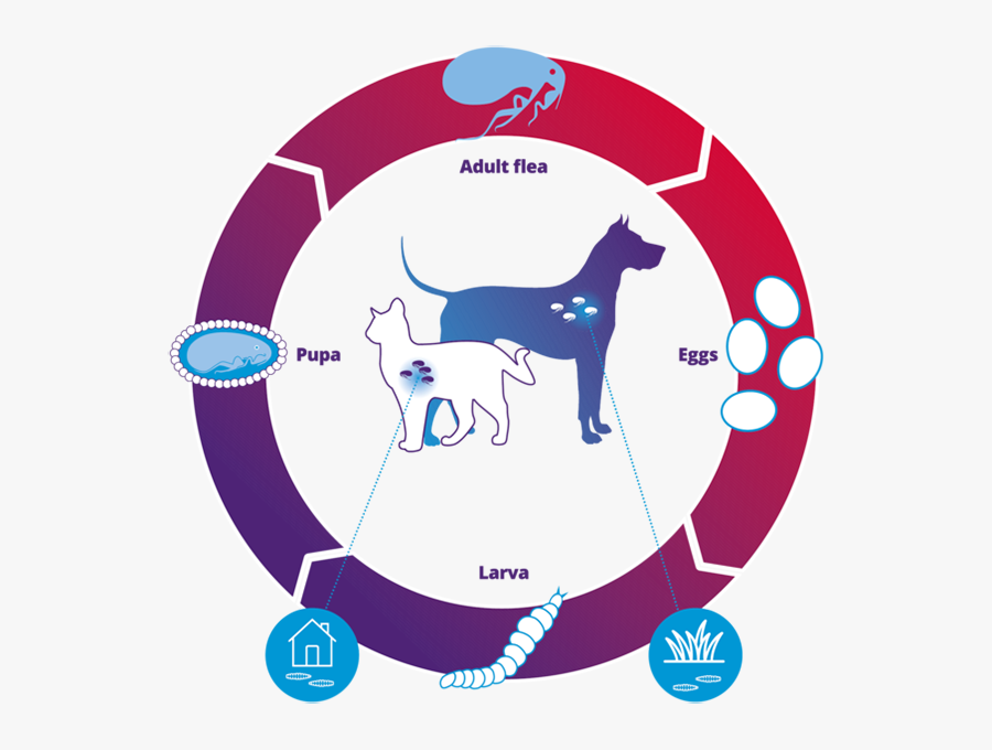 Transparent Flea Png - Flywheel Product Led, Transparent Clipart