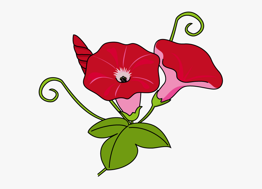 Download Morning Glory Clipart Japanese Morning Glory, Transparent Clipart