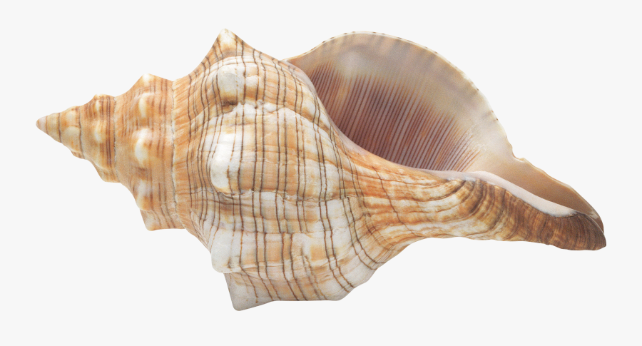 Conch Lord Of The Flies Png, Transparent Clipart