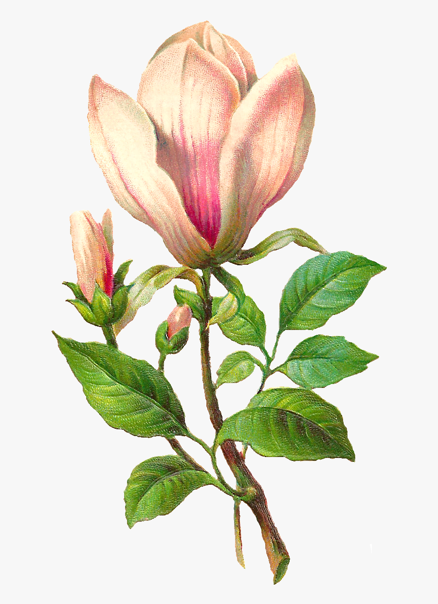 Botanical Art - Flower Botanical Png, Transparent Clipart
