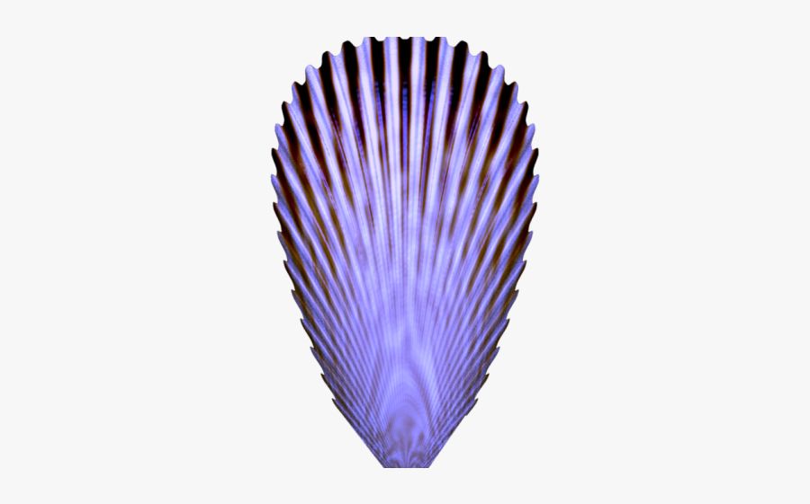 Seashell, Transparent Clipart