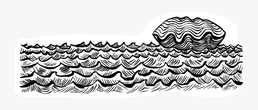 Transparent Clam Shell Png - Illustration, Transparent Clipart