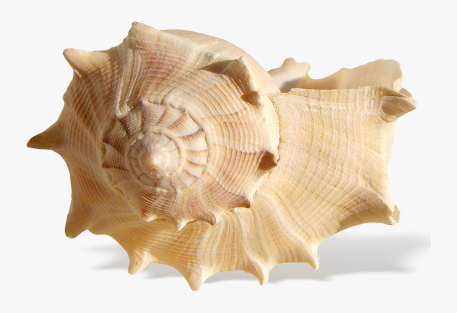 Seashell Resonance Ocean Shore - Transparent Background Seashells Png, Transparent Clipart