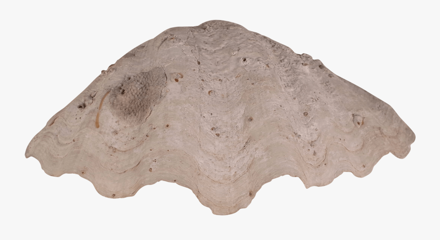 Transparent Clam Shell Png - Tablecloth, Transparent Clipart