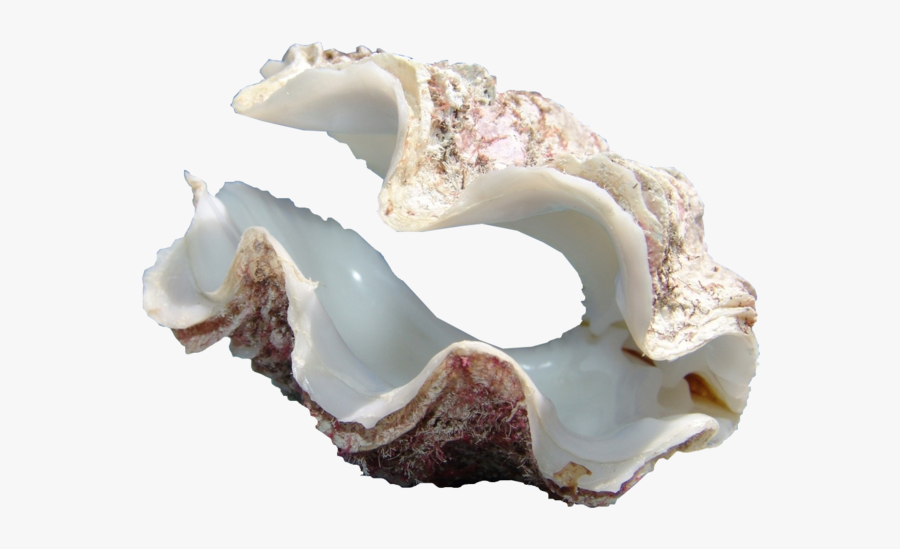 Giant Clam Png, Transparent Clipart