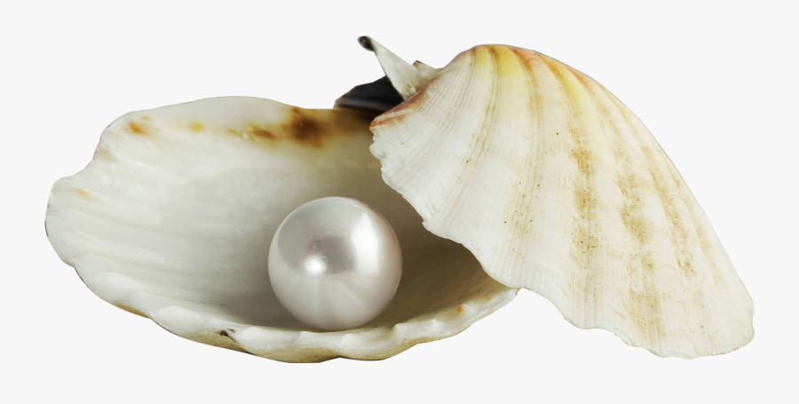 Clip Art Pearl Seashell Earring Gemstone - Oyster Pearl Png, Transparent Clipart