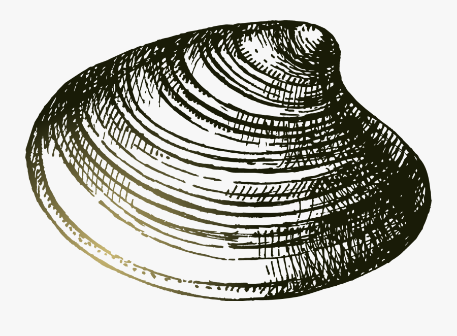 Transparent Seashell Clipart Black And White - Clam Png Drawing, Transparent Clipart