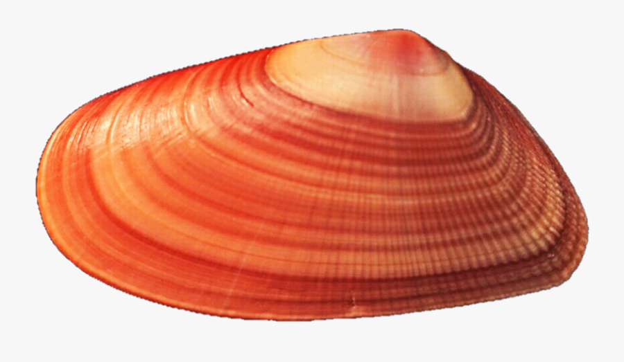 Mussel Background Png - Blue Mussel Clipart, Transparent Clipart