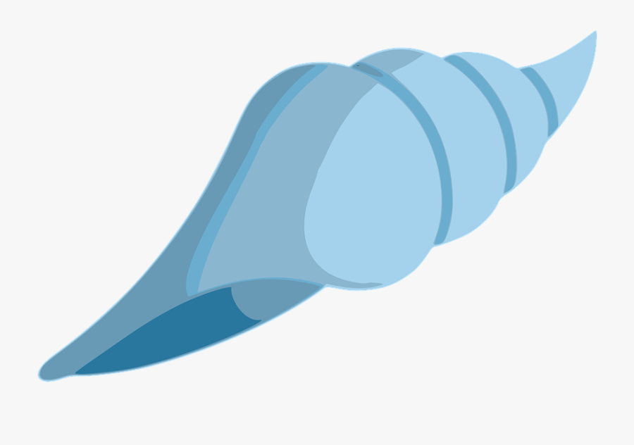 Shell, Beach, Clam, Seashell, Sea, Ocean, Sand, Summer, Transparent Clipart