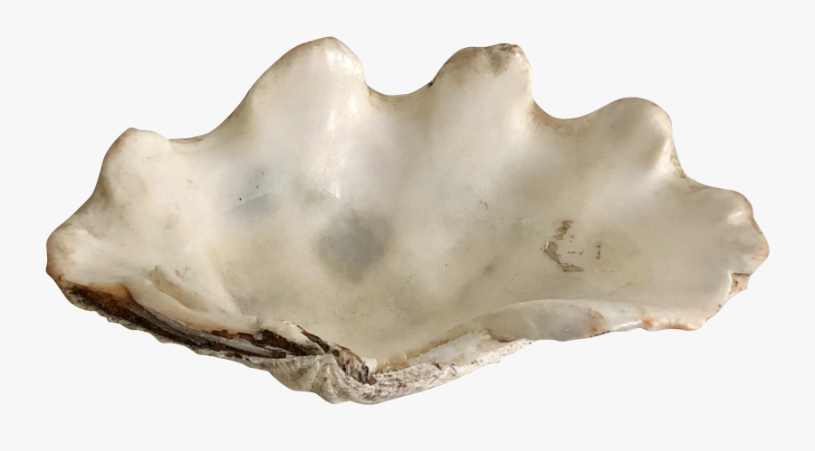 Giant Clam, Transparent Clipart