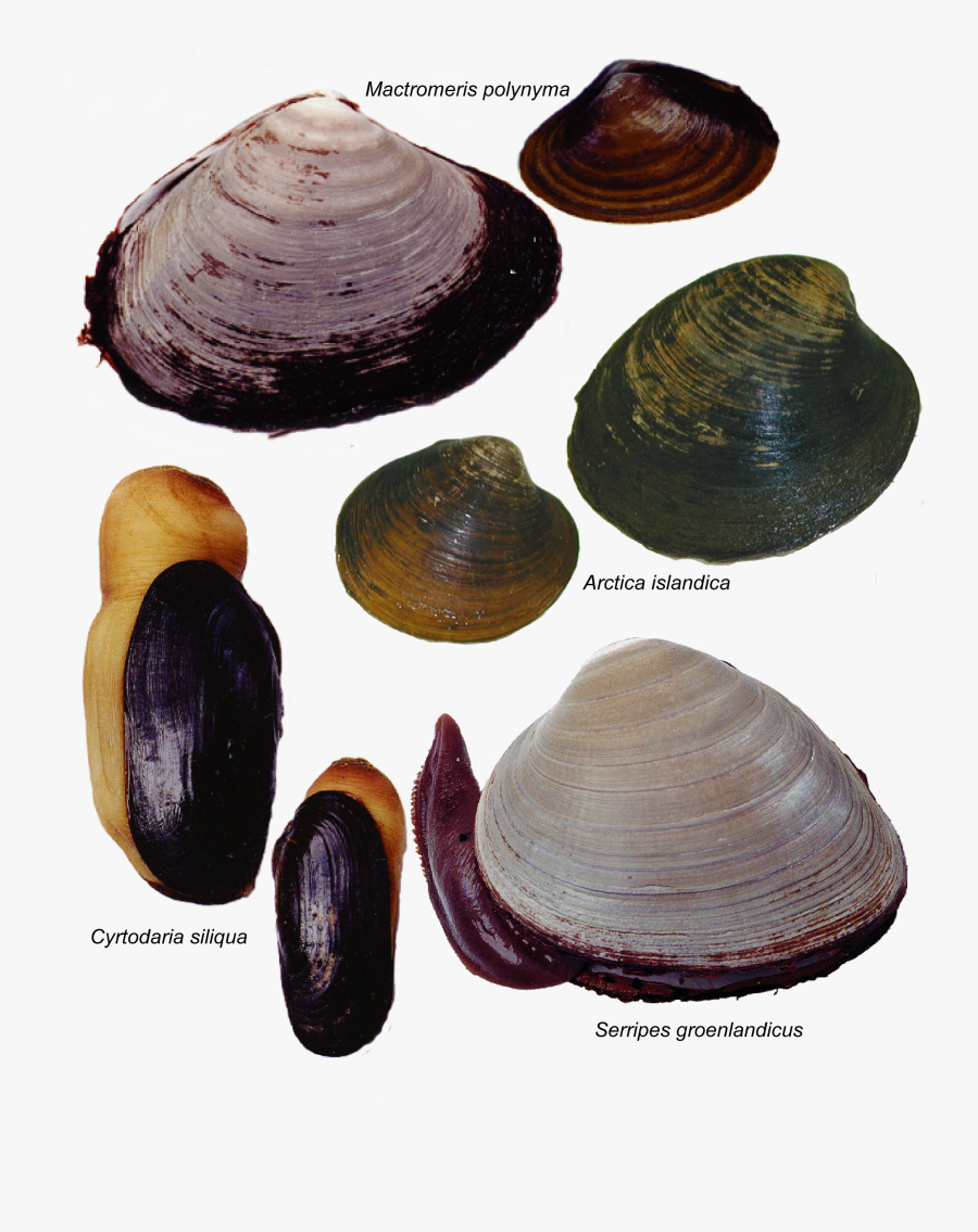 Mactromeris Polynyma, Transparent Clipart