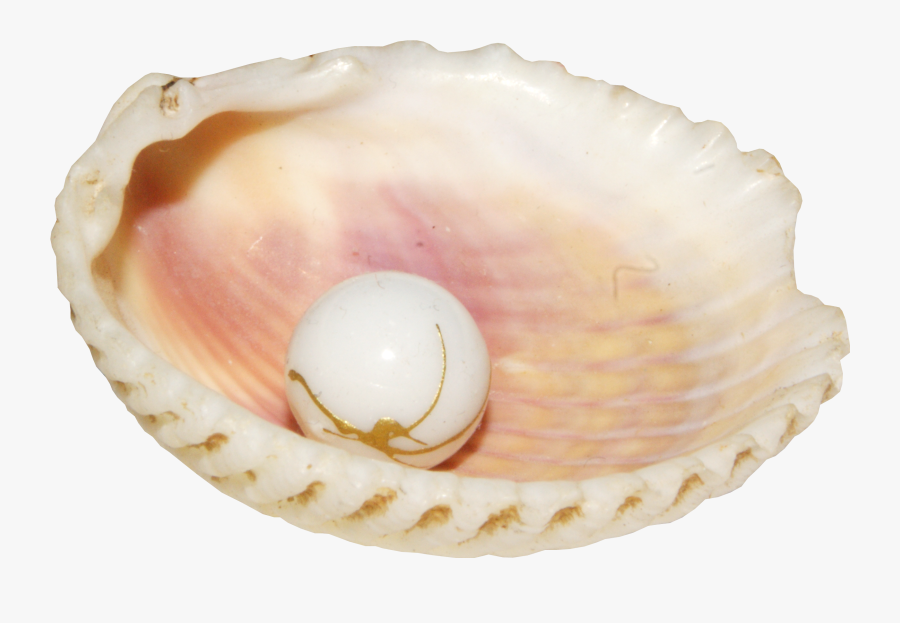 Clip Art Pearl Conch Seashell Clip - Portable Network Graphics, Transparent Clipart