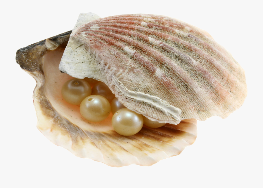 Transparent Clam With Pearl Clipart - Sea Shells, Transparent Clipart