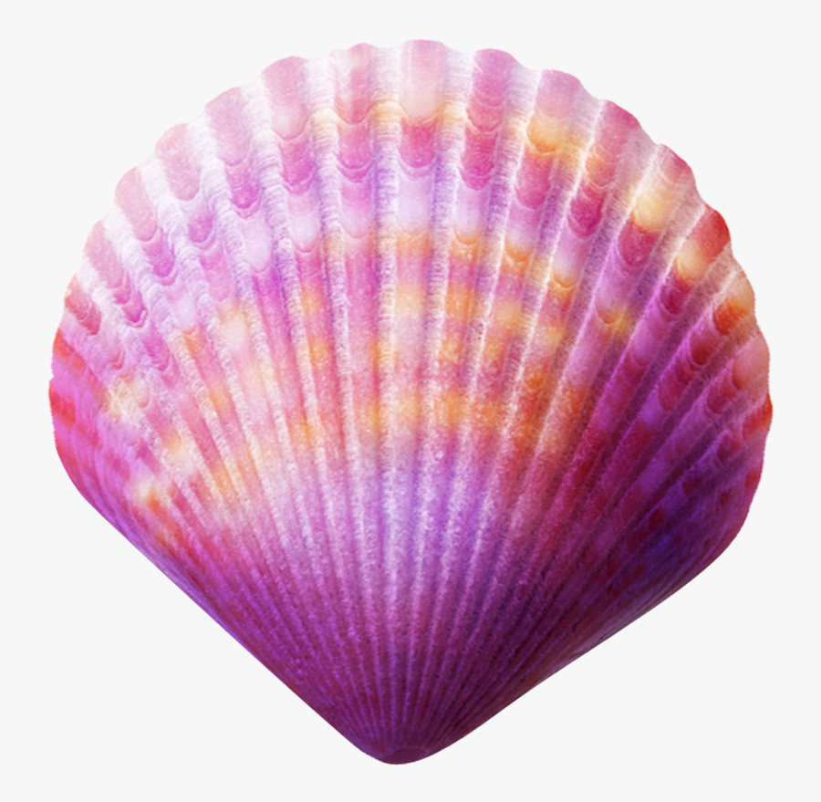 Seashell Purple Clip Art - Purple Seashell Png, Transparent Clipart