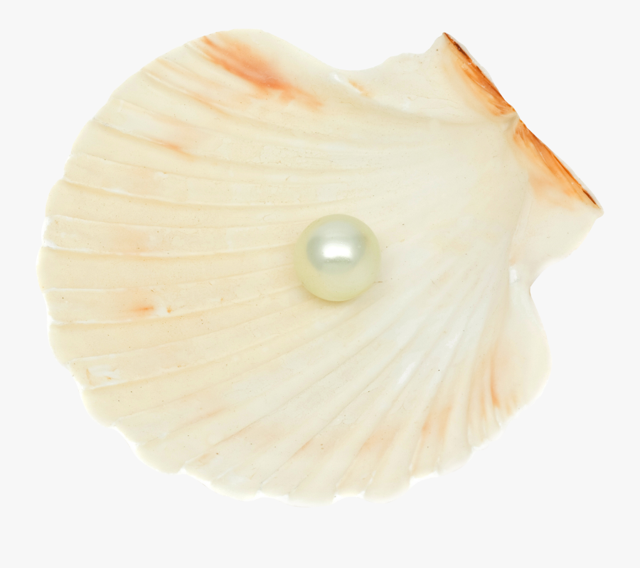 Transparent Purple Seashell Png - Shell, Transparent Clipart