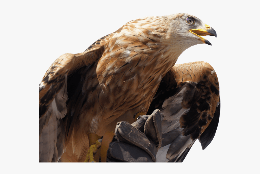 Golden Eagle - Golden Eagle Head Png, Transparent Clipart