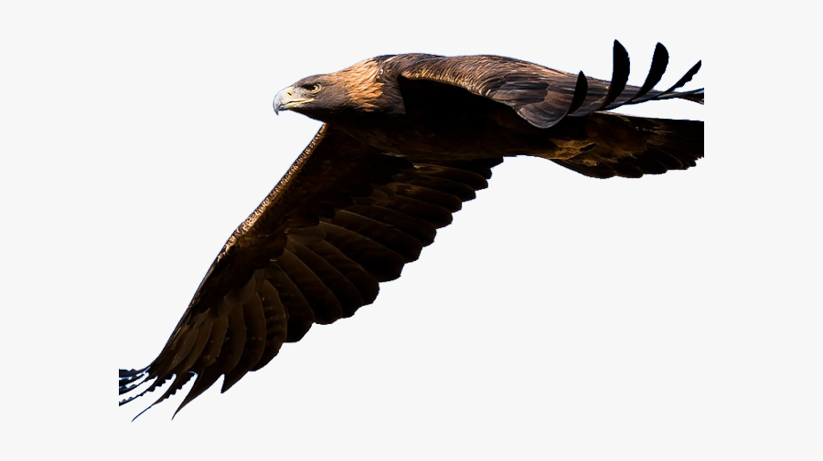 Golden Eagle Png, Transparent Clipart