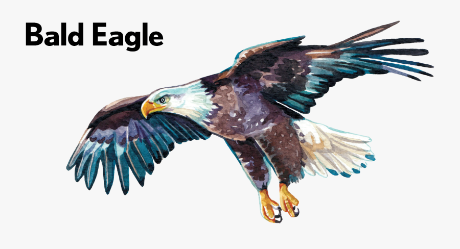 Golden Eagle - Bald Eagle, Transparent Clipart