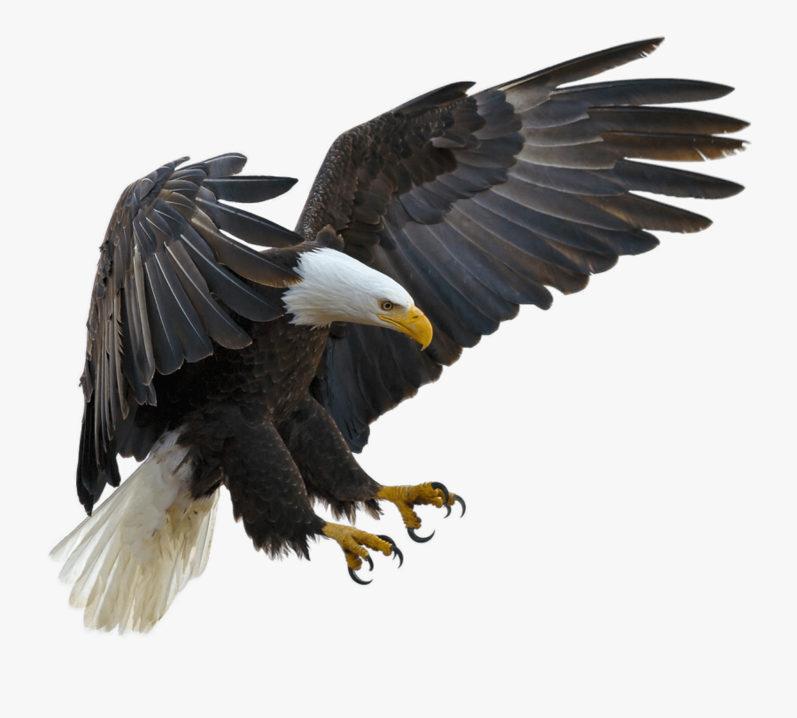 Bald Eagle Bird Tawny Eagle Golden Eagle - Eagle Flying In With Claws, Transparent Clipart