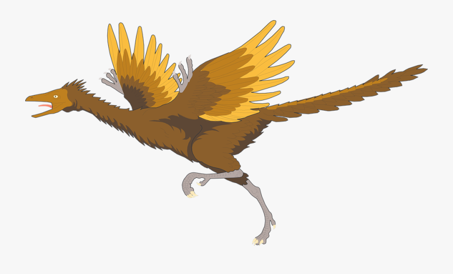 Bird, Running, Wings, Ancient, Archaeopteryx, Feathers - Archaeopteryx Clipart, Transparent Clipart