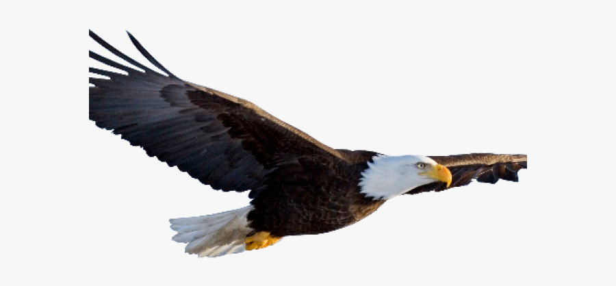 Soaring Eagle Transparent Background, Transparent Clipart