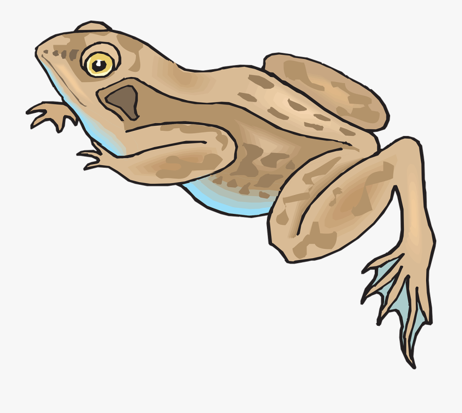 Frog, Amphibian, Rainforest, Jungle, Exotic, Wildlife - Brown Frog Clip Art, Transparent Clipart