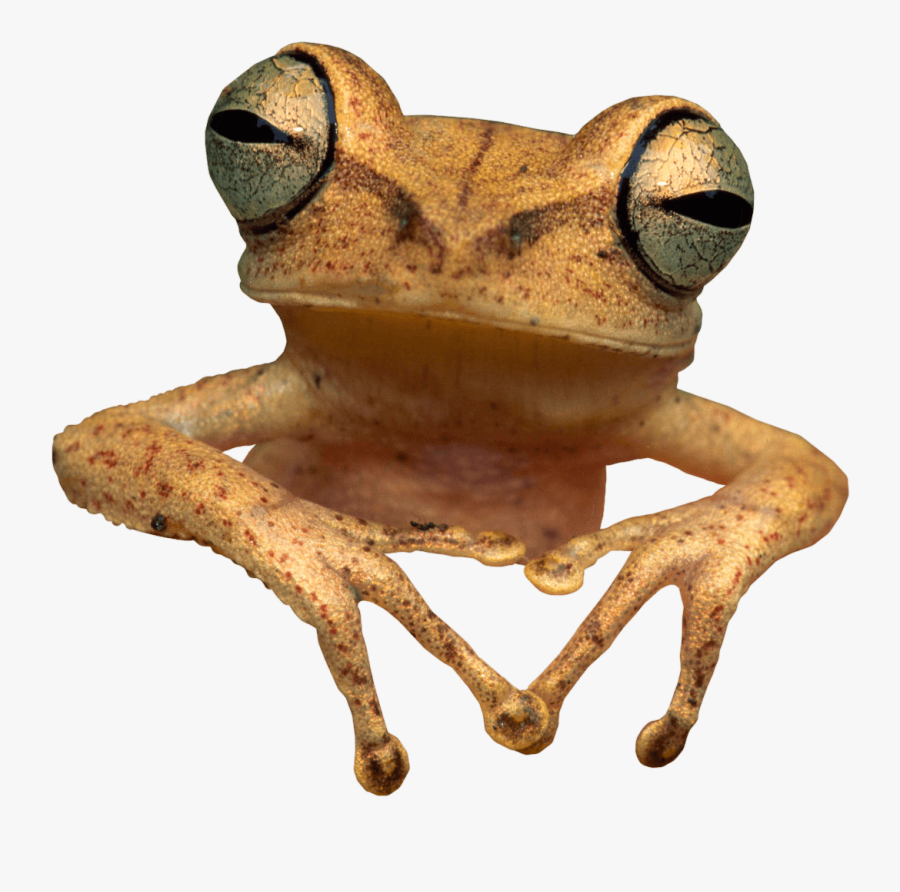 Toad Clipart Side View - Cane Toad Transparent Background, Transparent Clipart